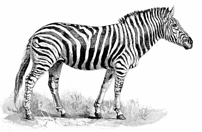 Burchells Zebra  Equus burchelli