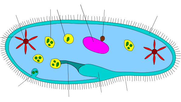 Ciliophora diagram