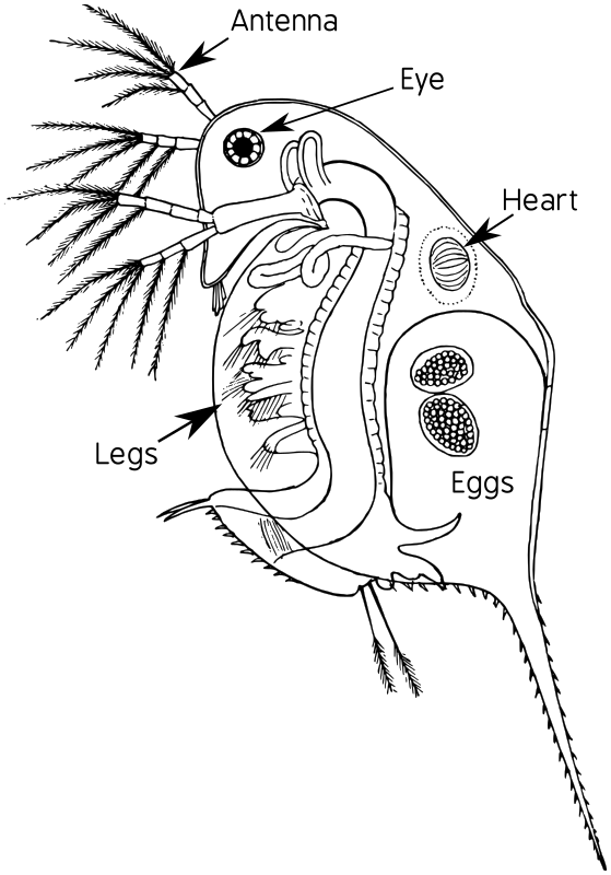 water flea  daphnia diagram