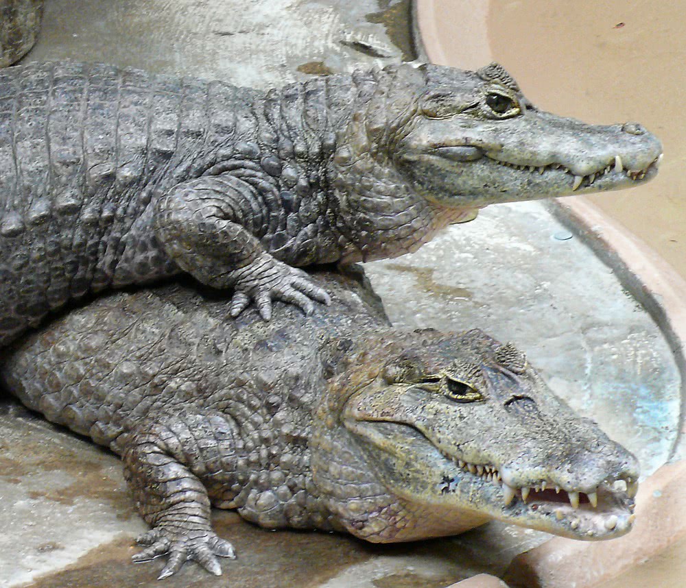 spectacled caiman  Caiman crocodilus