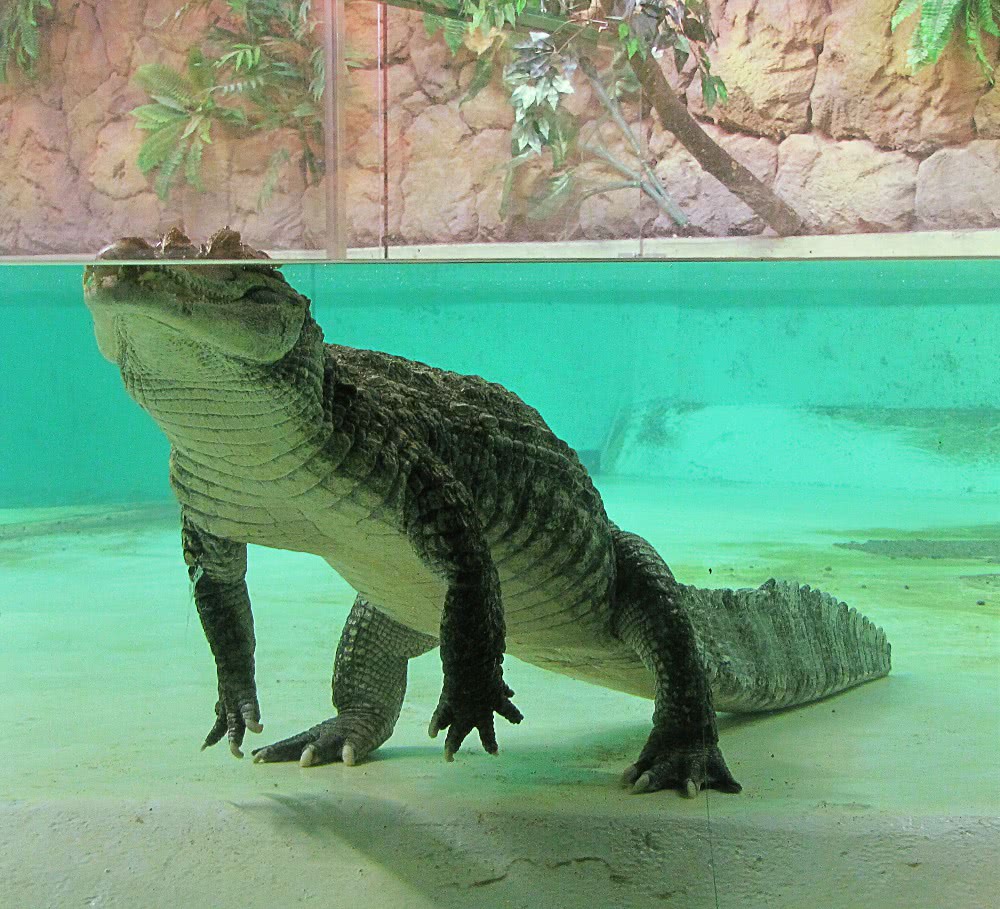 spectacled caiman  Caiman crocodilus at zoo