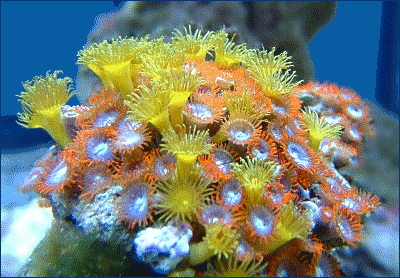 Zoanthid coral