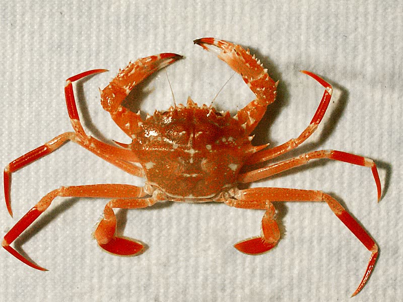 Bathyal swimming crab  Bathynectes longispina