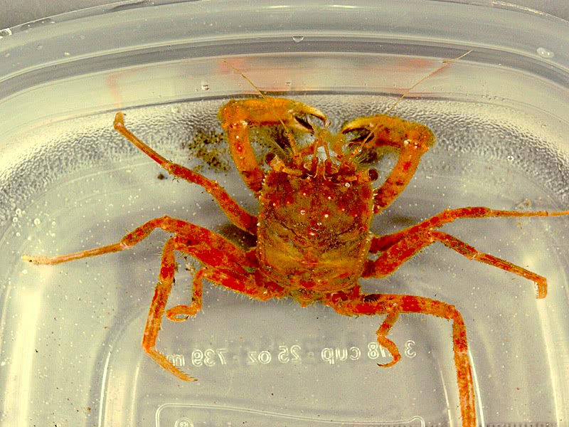 Bearded carrier crab  Homola barbata