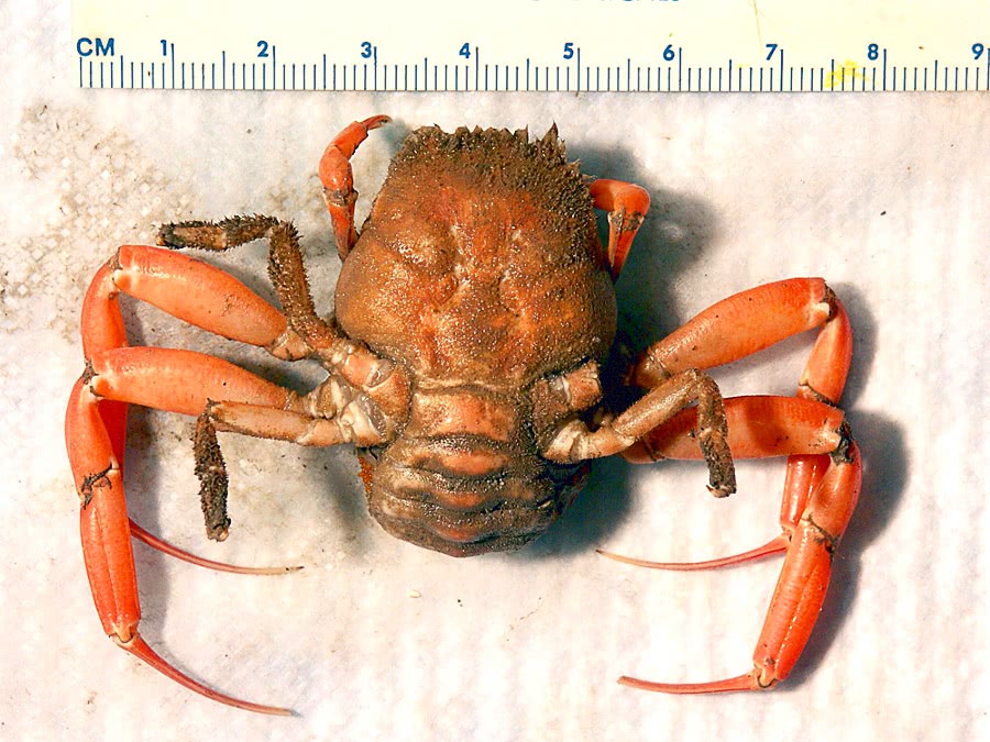 Broadback sumo crab  Ethusa microphthalma