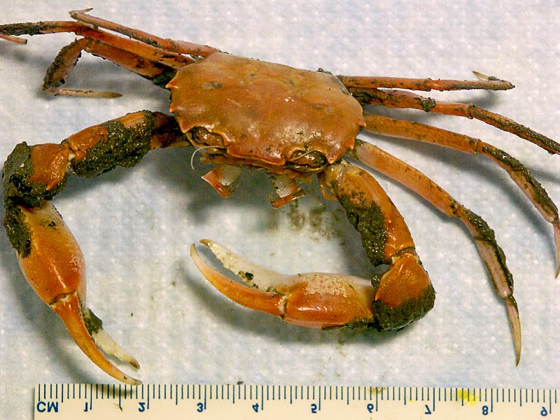 False squareback crab  Chacellus filiformis