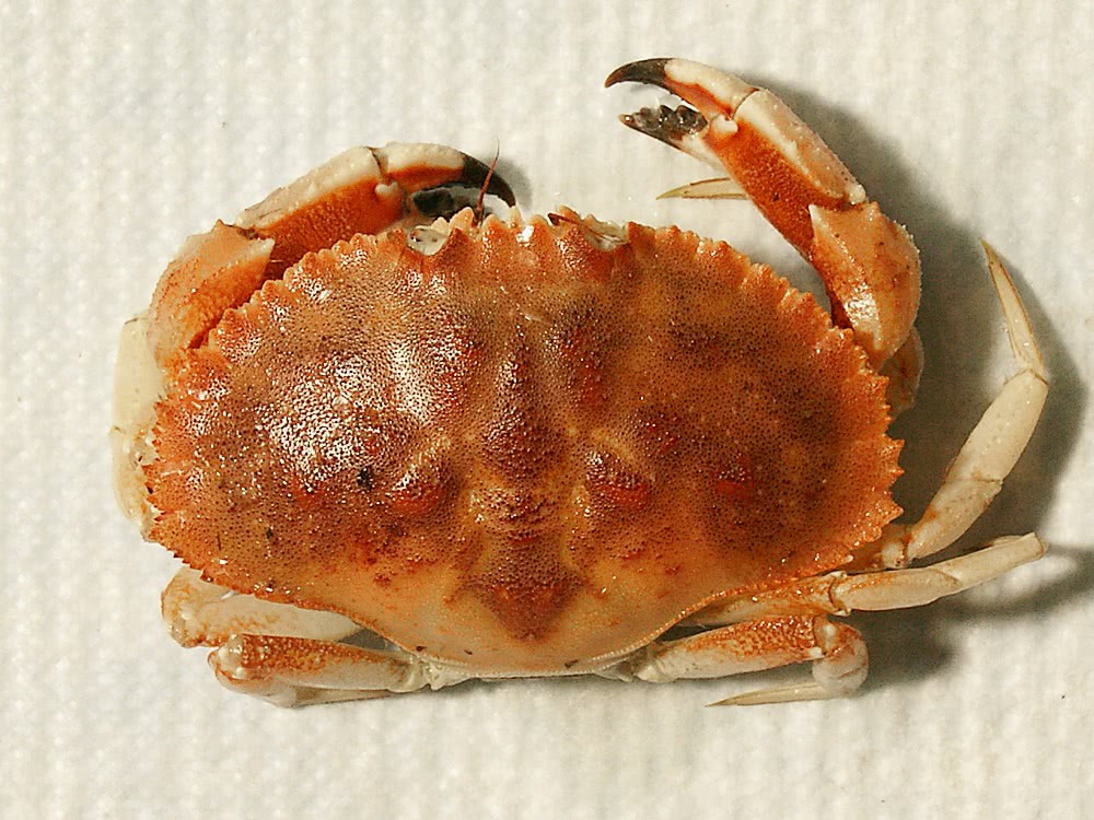 Jonah crab  Cancer borealis