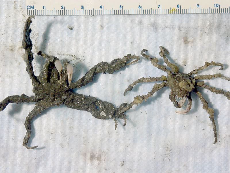 Robust crab  Collodes robustus