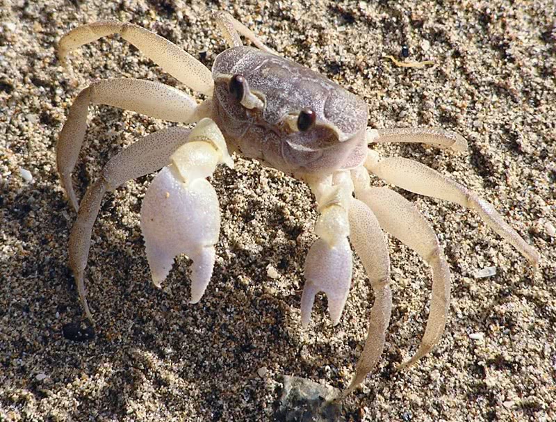 Smooth-handed ghost crab  Ocypode cordimanus