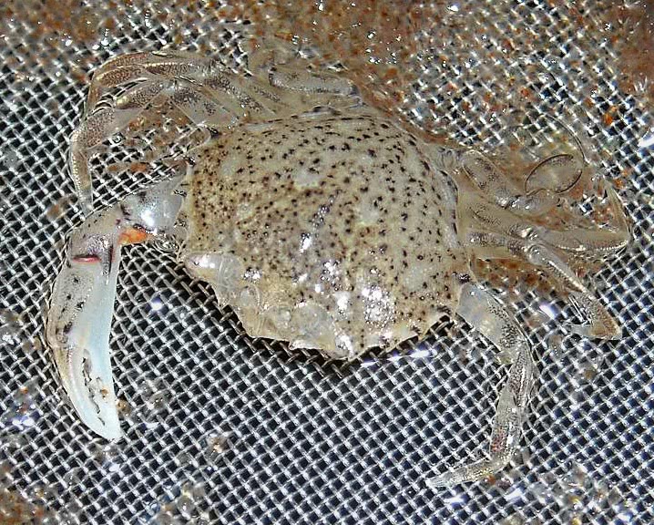 Speckled lady crab  Ovalipes ocellatus