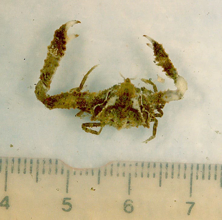 Spinous elbow crab  platyambrus pourtalesii
