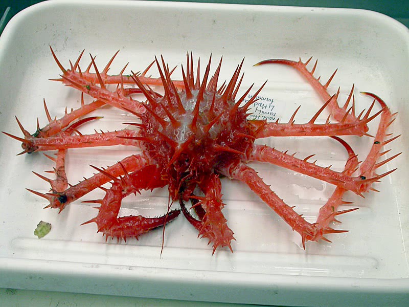 Spiny deepsea king crab