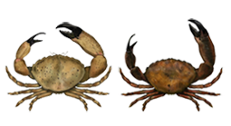 Stone crab  Menippe mercenaria