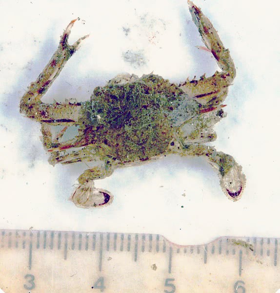 Swimming crab  portunus species