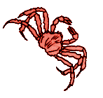 crab 4