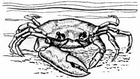 fiddler_crab/