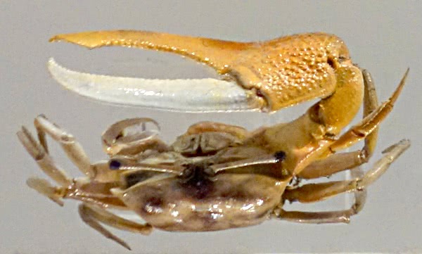 Fiddler crab  Uca vocans