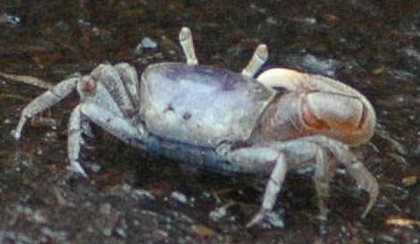 Fiddler crab photo
