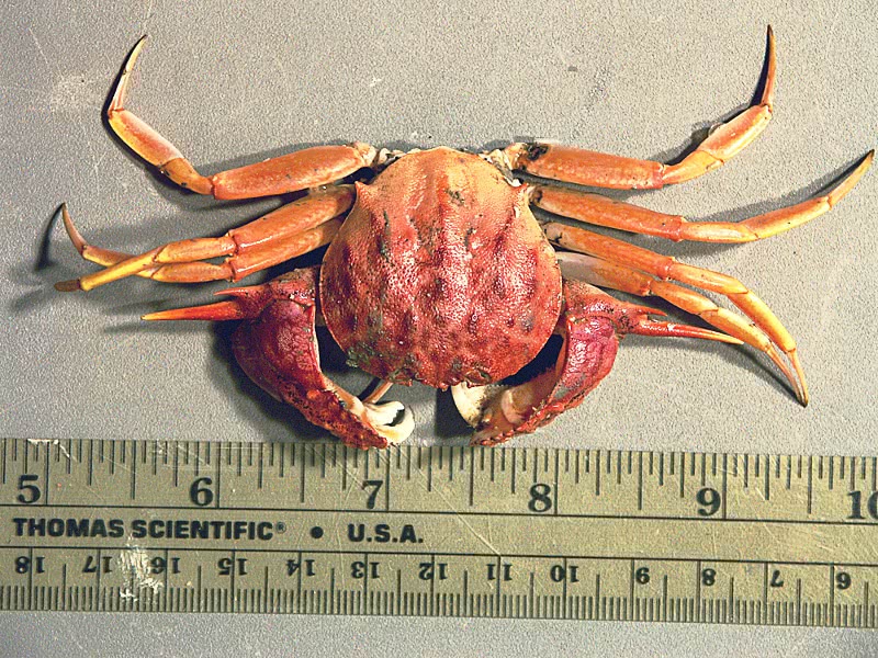 gladiator box crab  Acanthocarpus alexandri