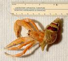 hermit_crab/