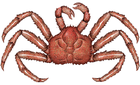 king_crab/
