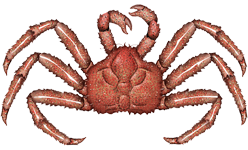 Red King crab  Paralithodes camtschaticus