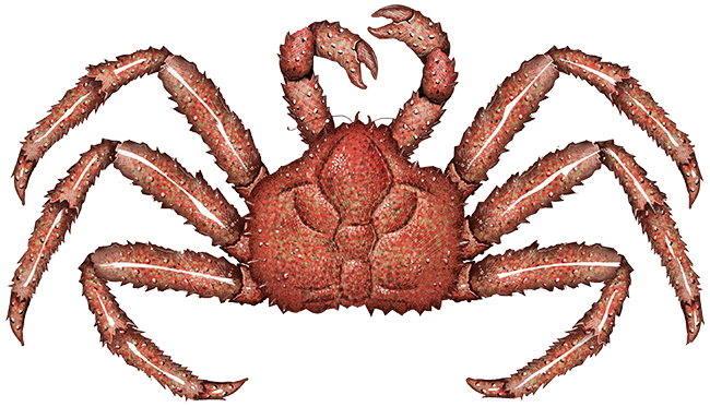 red king crab