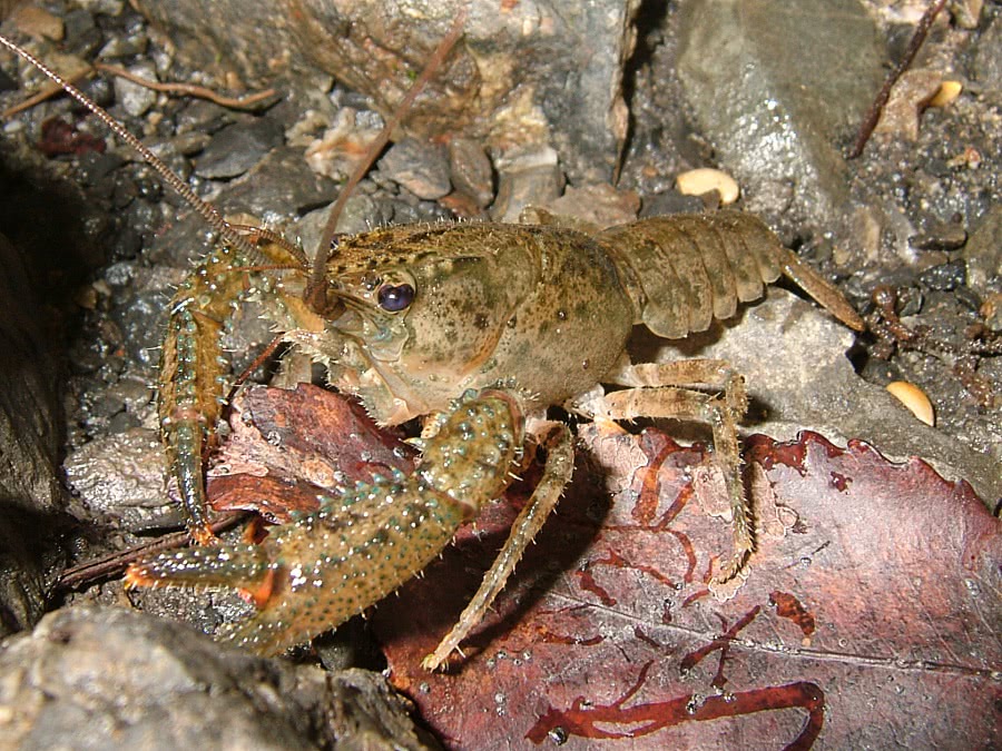 crayfish photo 2