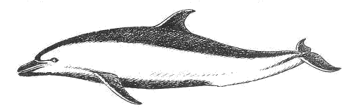Pantropical Spotted dolphin  Stenella attenuata