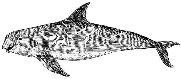 Rissos Dolphin  grampus