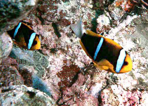 Orange-fin anemonefish  Amphiprion chrysopterus