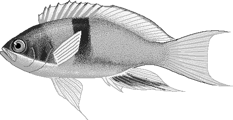 Red-belted anthias  Pseudanthias rubrizonatus