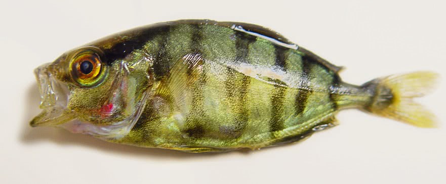 Banded rudderfish  Seriola zonata