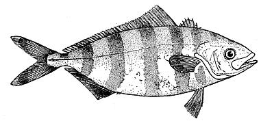Banded rudderfish  Seriola zonata BW