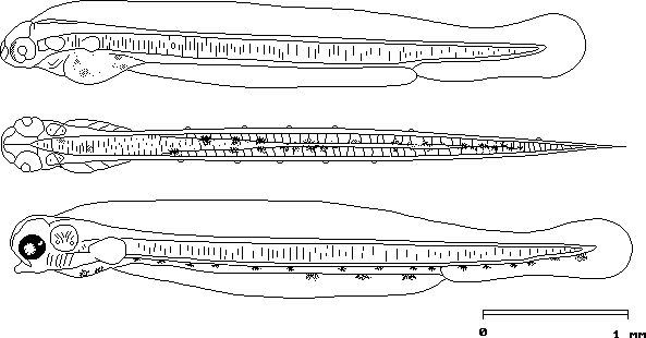 Peruvian anchoveta  Engraulis ringens