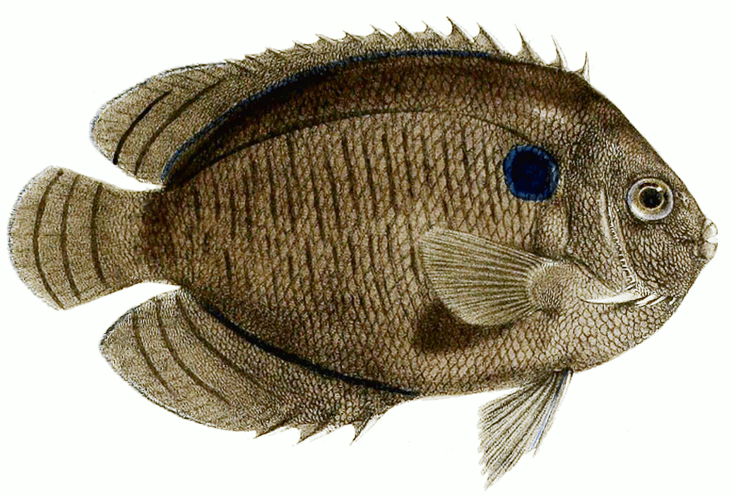 Dusky Angelfish  Centropyge multispinis