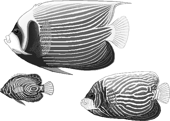 Emperor angelfish  Pomacanthus imperator