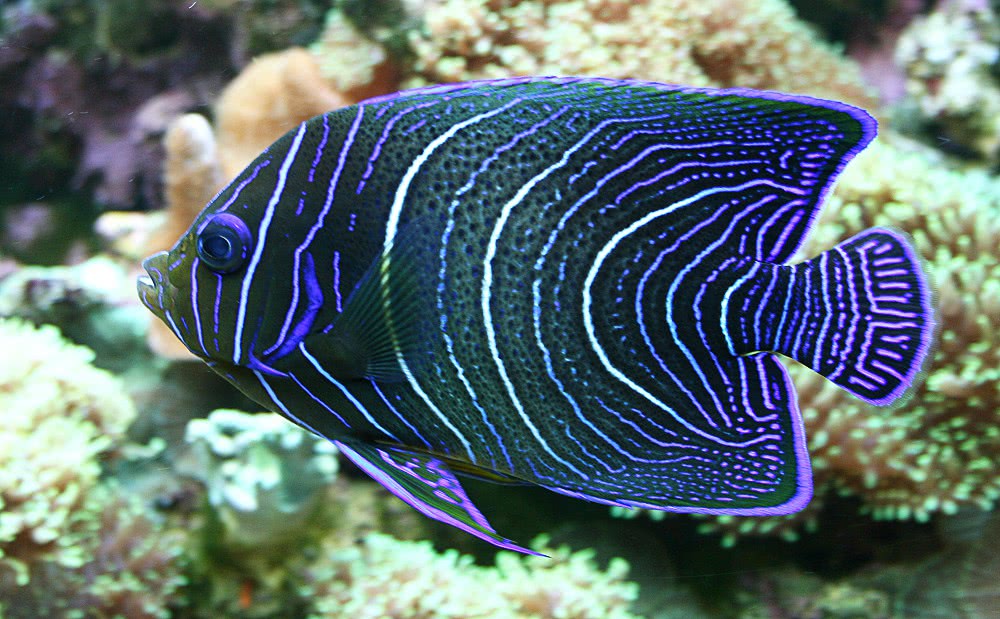 Semicircle Angelfish  Pomacanthus semicirculatus