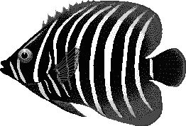 Sixbar angelfish  Pomacanthus sexstriatus