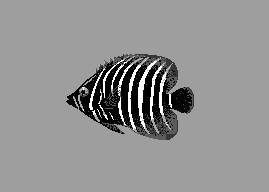 Sixbar angelfish  Pomacanthus sexstriatus blueBG