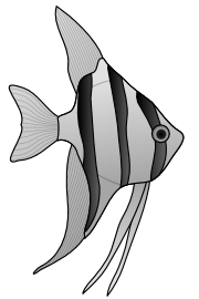 altum angelfish
