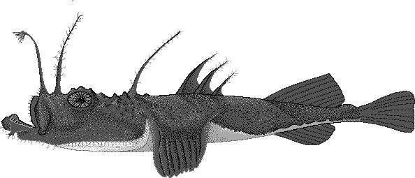 Angler monkfish  Lophius piscatorius
