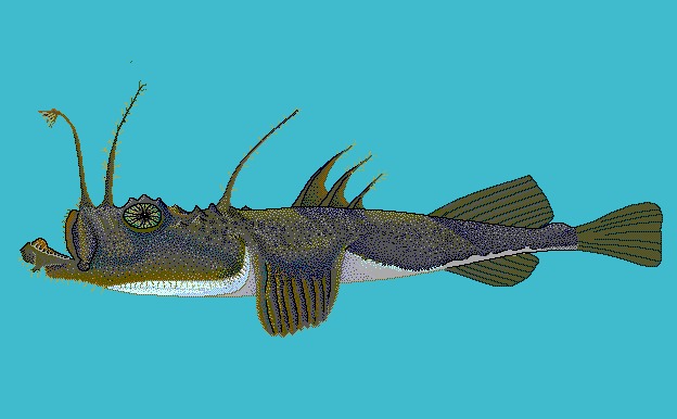 Angler monkfish  Lophius piscatorius blueBG
