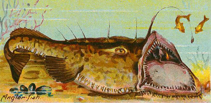 Anglerfish  Lophius piscatorius