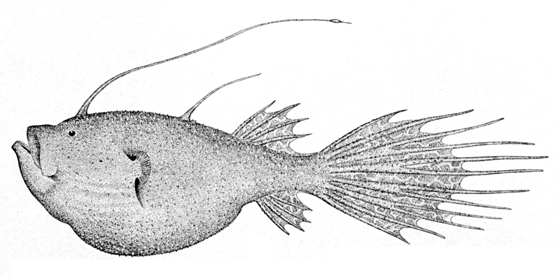 Deep Sea Angler  Ceratias holboelli
