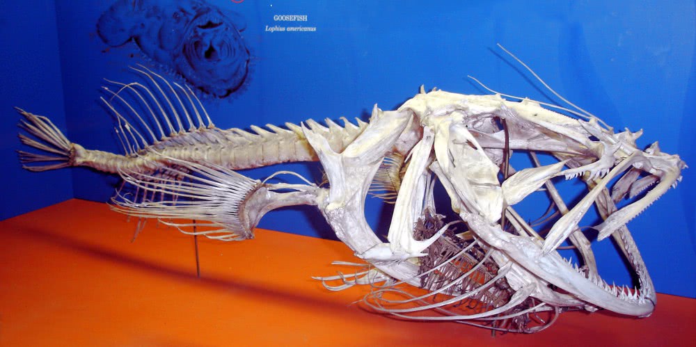Goosefish skeleton