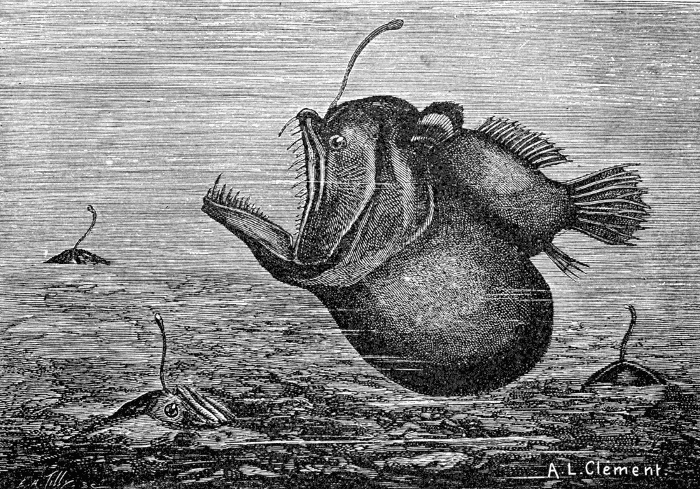 Hunpback anglerfish  deep in sea