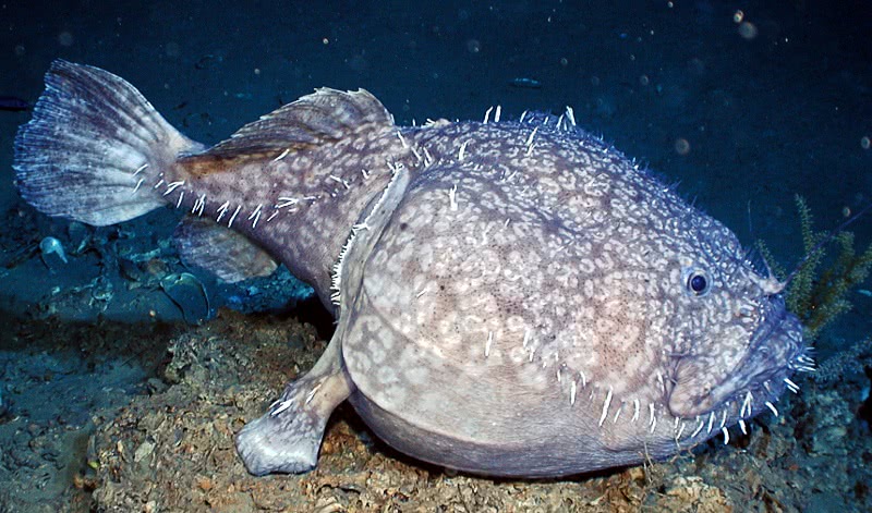 Shaefers anglerfish