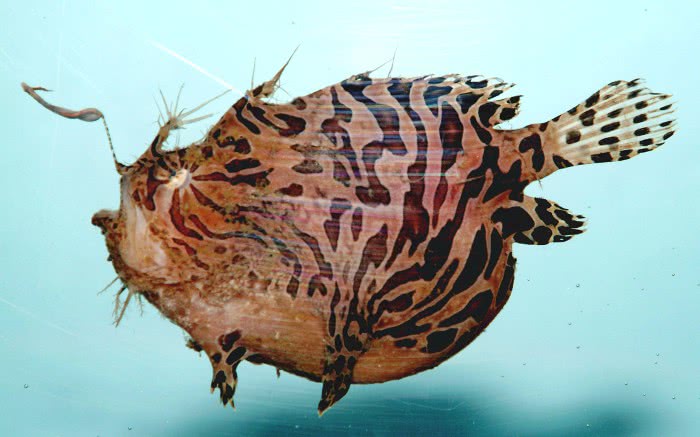 Striped anglerfish  Antennarius striatus