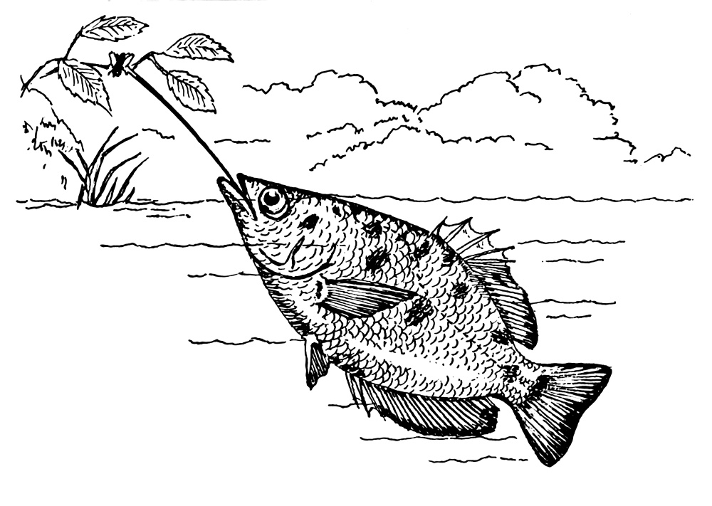 Archerfish lineart